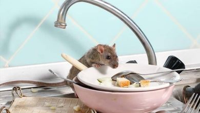 the-hidden-places-mice-love-to-nest-in-your-home